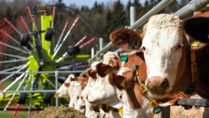 Кормозаготівля